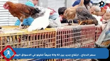 سعر الدجاج.. ارتفاع جديد بين 62 و63 جنيهاً للكيلو في الأسواق اليوم